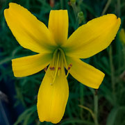 Sunshine Days Daylily